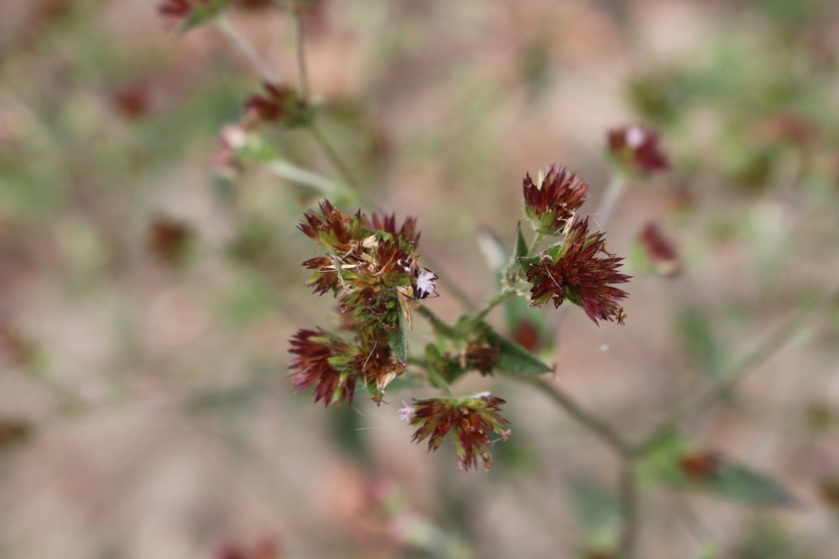 Elephantopus mollis Kunth